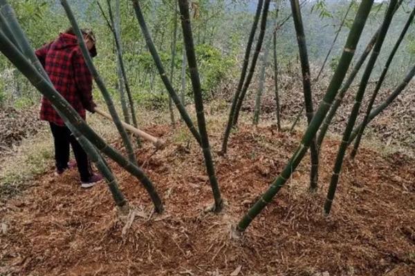 种植竹笋要注意什么，成熟期需追施农家肥与复合肥