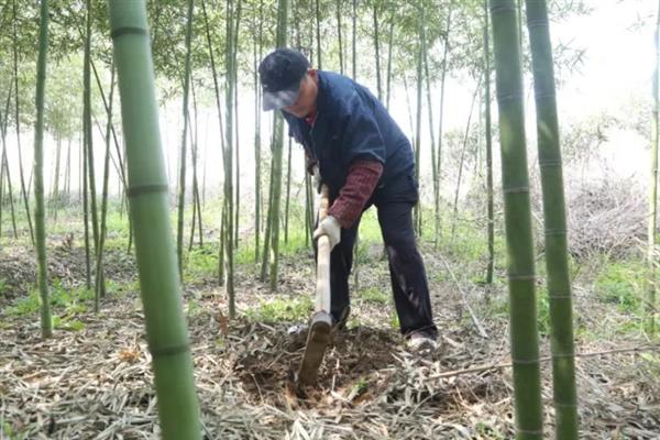 种植竹笋要注意什么，成熟期需追施农家肥与复合肥