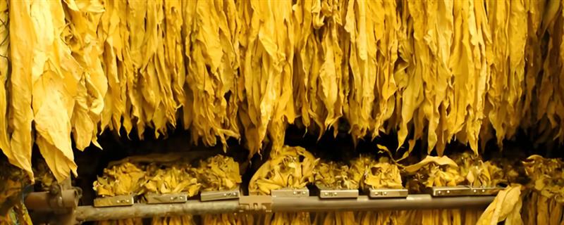 下部烟叶烘烤的技术要点，要先拿水后拿色