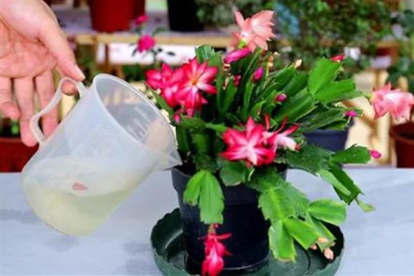 蟹爪兰花苞干瘪一碰就掉的原因，可能是缺乏水分或光照太强所致