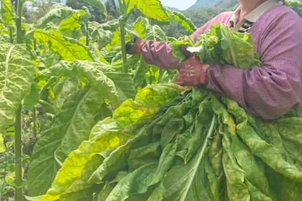 下部烟叶烘烤的技术要点,要先拿水后拿色