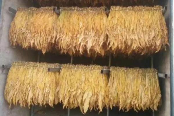 下部烟叶烘烤的技术要点,要先拿水后拿色