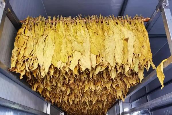 下部烟叶烘烤的技术要点,要先拿水后拿色