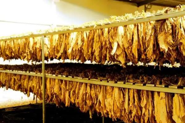 下部烟叶烘烤的技术要点,要先拿水后拿色