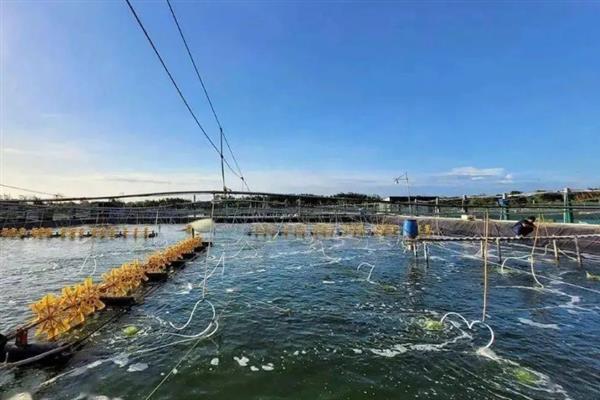 水产养殖解毒VC加红糖有什么作用，可加快水质的改良