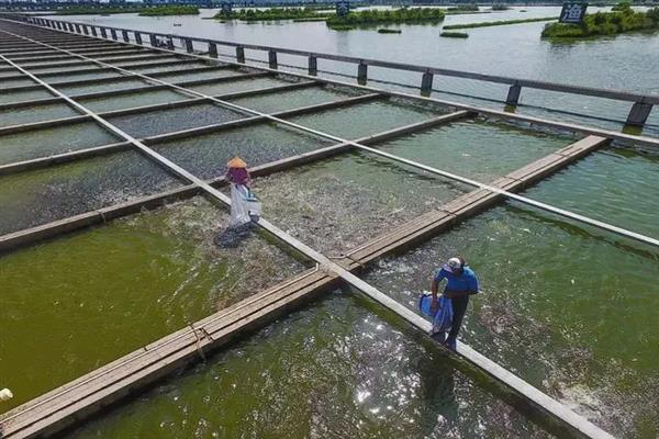 水产养殖解毒VC加红糖有什么作用，可加快水质的改良