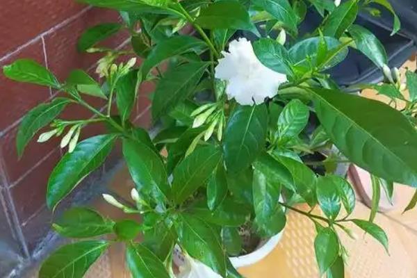 水晶茉莉掉叶如何处理，缺少光照时要养在阳光充足的地方