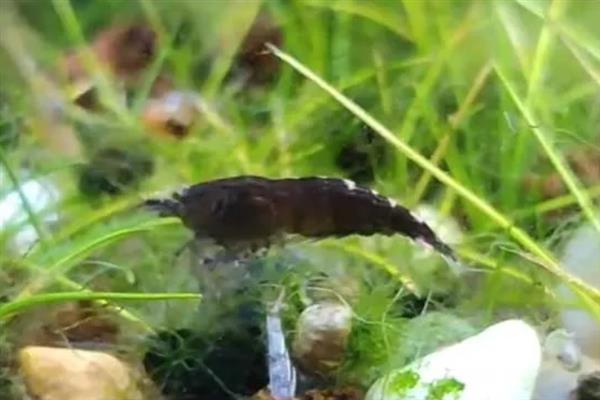 黑壳虾的捕捉方法，在抄网上放置食物再沉入水底便可引诱
