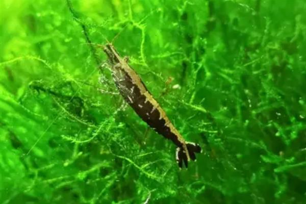 黑壳虾的捕捉方法，在抄网上放置食物再沉入水底便可引诱