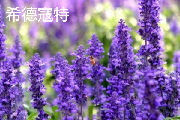 薰衣草有什么花语，代表等待希望、淡淡依恋等含义