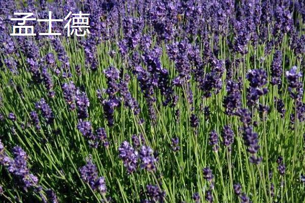 薰衣草有什么花语，代表等待希望、淡淡依恋等含义