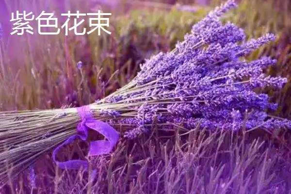 薰衣草有什么花语，代表等待希望、淡淡依恋等含义