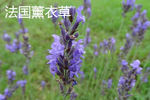 薰衣草有什么花语，代表等待希望、淡淡依恋等含义