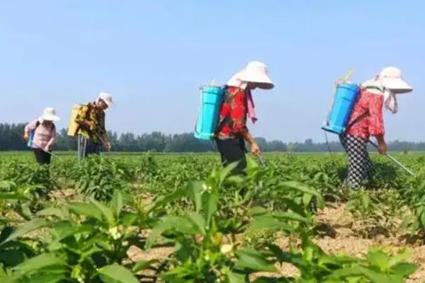 辣椒落叶黄叶落果的原因，可能是生长季节气温过高所致