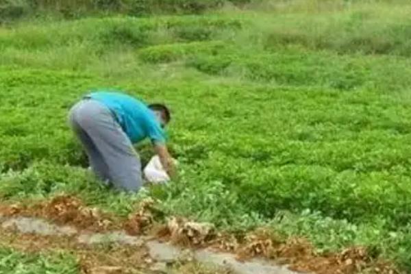 花生如何施肥可以高产，开花后喷施尿素和磷酸二氢钾可以保果保叶