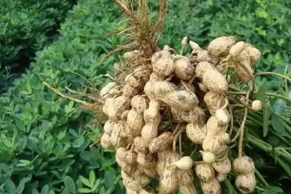 花生如何施肥可以高产，开花后喷施尿素和磷酸二氢钾可以保果保叶