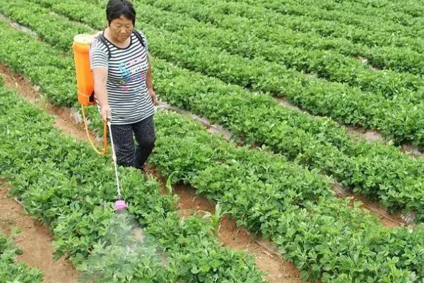 花生如何施肥可以高产，开花后喷施尿素和磷酸二氢钾可以保果保叶
