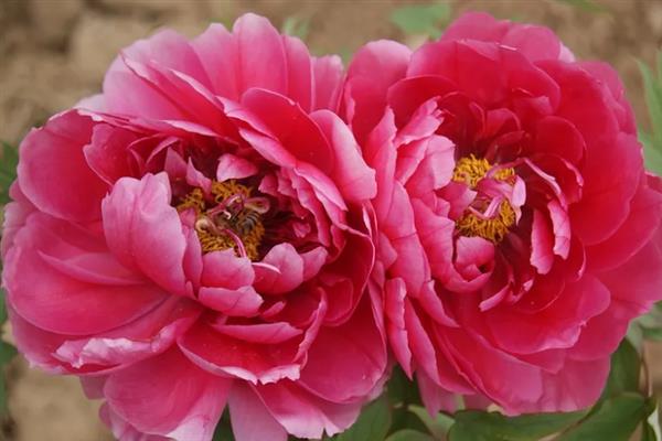 花中之王的简介，一般是指牡丹