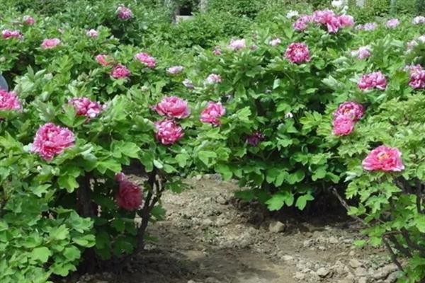 花中之王的简介，一般是指牡丹