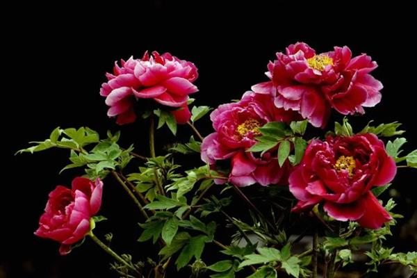 花中之王的简介，一般是指牡丹