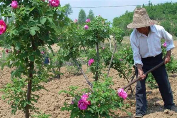 花中之王的简介，一般是指牡丹