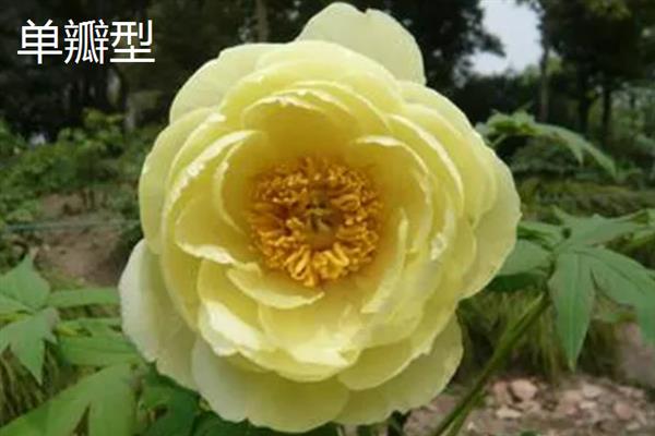 花中之王的简介，一般是指牡丹