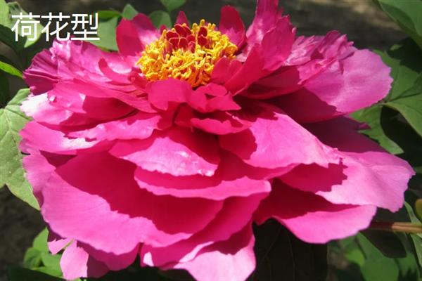 花中之王的简介，一般是指牡丹