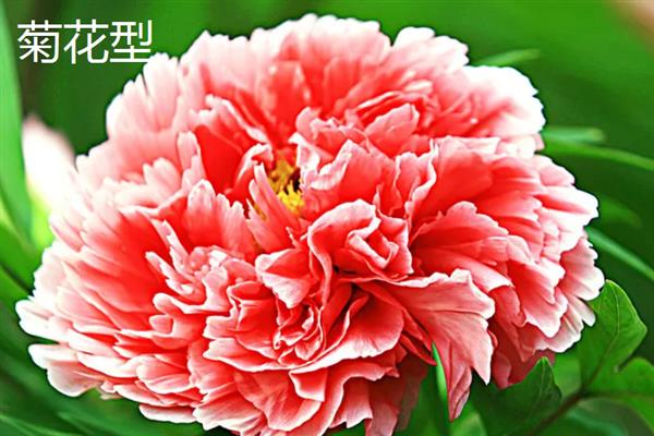 花中之王的简介，一般是指牡丹