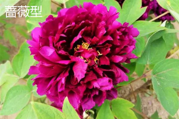 花中之王的简介，一般是指牡丹