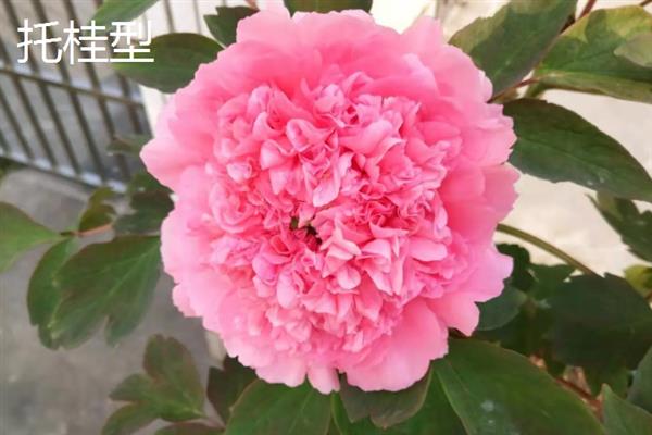 花中之王的简介，一般是指牡丹