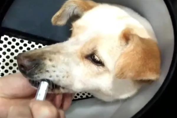 狗狗喂药难怎么办，要想办法诱导