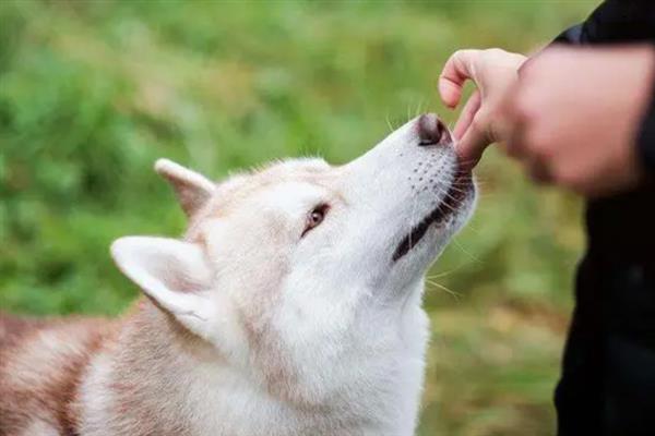狗狗喂药难怎么办，要想办法诱导