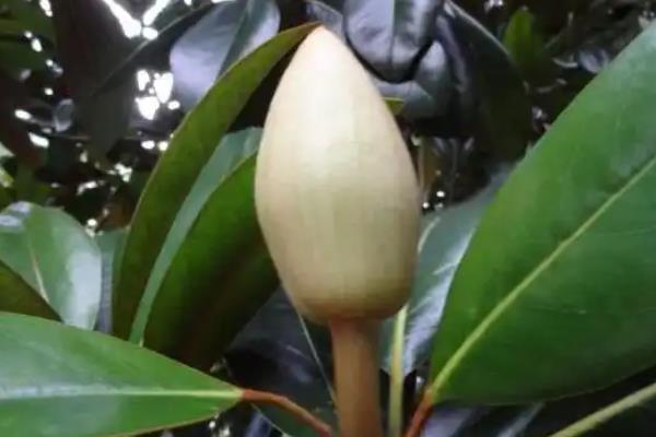 橡皮树可以开花吗，只要温度适宜便可开花