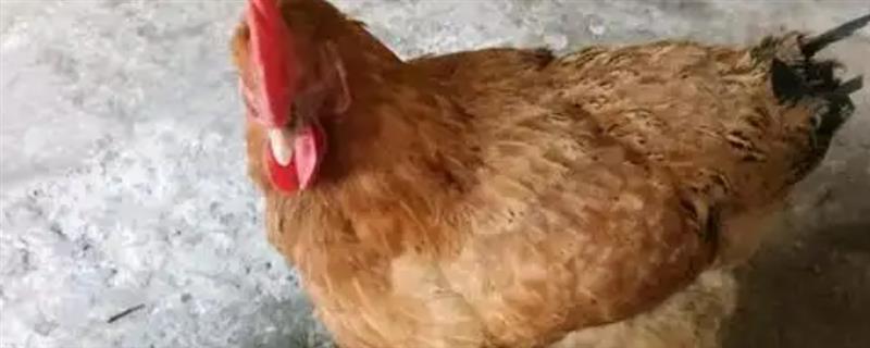 天热母鸡不下蛋如何处理，视情况采取降温、增加营养等措施