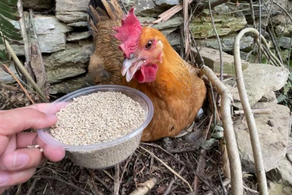 天热母鸡不下蛋如何处理，视情况采取降温、增加营养等措施