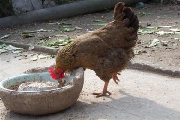 天热母鸡不下蛋如何处理，视情况采取降温、增加营养等措施