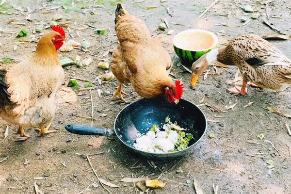 天热母鸡不下蛋如何处理，视情况采取降温、增加营养等措施