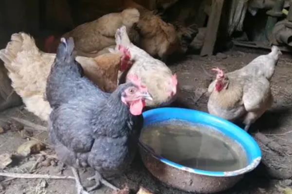 天热母鸡不下蛋如何处理，视情况采取降温、增加营养等措施