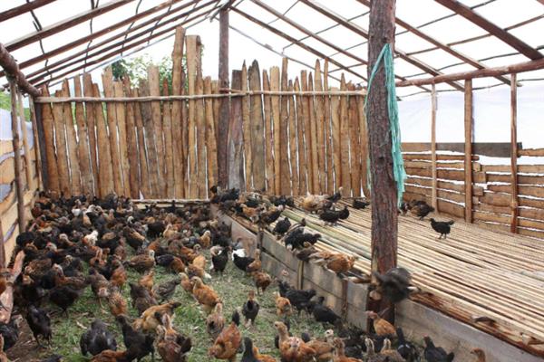 天热母鸡不下蛋如何处理，视情况采取降温、增加营养等措施