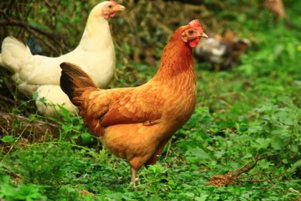 天热母鸡不下蛋如何处理，视情况采取降温、增加营养等措施