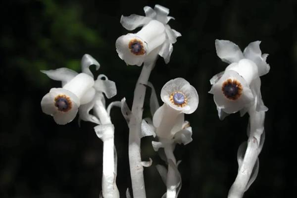 水晶兰何时开花，花期在8-9月