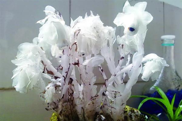 水晶兰何时开花，花期在8-9月