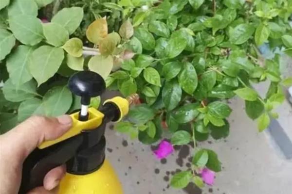 花生枯发酵做肥料的方法，装入发酵池中密封发酵一个月