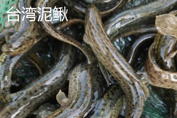 泥鳅是黄鳝吗，前者属于鳅科、后者属于合鳃鱼科