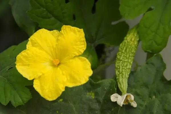 怎样让苦瓜雌花增加，可以喷施乙烯利