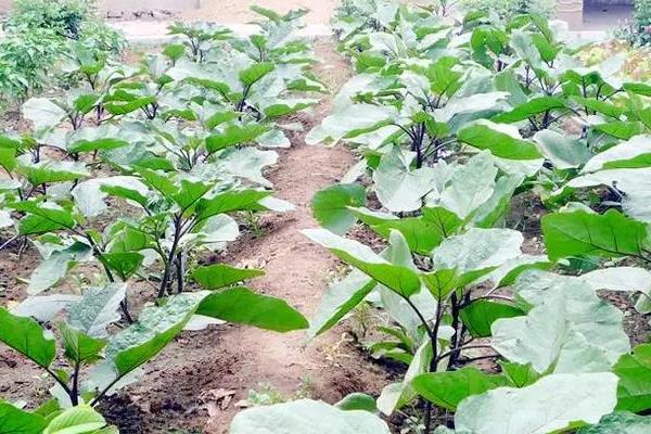 茄子的亩产量是多少，露天种植一般能达到7000斤左右