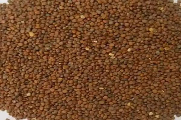 茄子的亩产量是多少，露天种植一般能达到7000斤左右