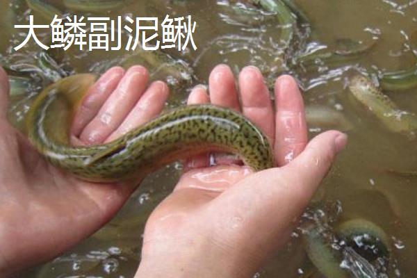 泥鳅是黄鳝吗，前者属于鳅科、后者属于合鳃鱼科
