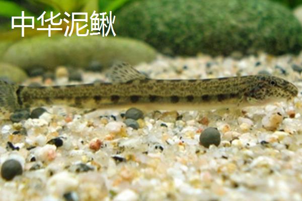 泥鳅是黄鳝吗，前者属于鳅科、后者属于合鳃鱼科