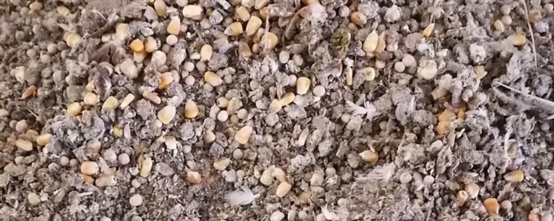 鸽子粪如何发酵成花肥,鸽子粪上覆盖上树叶和水进行发酵